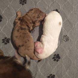 Beans - Dapple female Dachshund puppy in Annandale, Minnesota from Weiners on a Hill