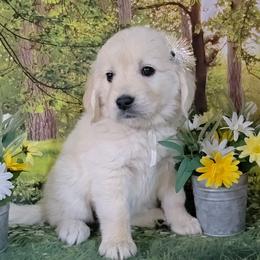 White - Light golden female Golden Retriever puppy in Salem, Ohio from Golden Pride Retrievers