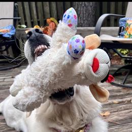 Golden Retriever All Grown Up from Vicki Wall's Golden Retrievers
