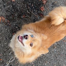 Ruby - Pomsky