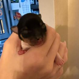 K Pup 3 - White black and tan female Toy Fox Terrier puppy in Clermont, Florida from Debbie Hiles's Toy Fox Terriers