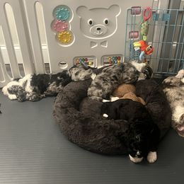 Bernedoodle Puppies from Lovey Dovey Bernedoodles