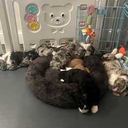Bernedoodle Puppies from Lovey Dovey Bernedoodles