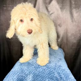 Raphael - Red male Bernedoodle puppy in Pennsylvania from Bernedoodle Bunch