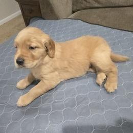Yellow Collar - Golden female Golden Retriever puppy in El Dorado Hills, California from Asperheim Golden Retriever Puppies