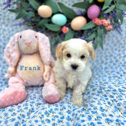 Frank - male Cavapoochon puppy in Bullard, Texas from Cavapoochon Central LLC