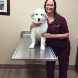 Great Pyrenees Puppies from Wells' Providence Pyrenees