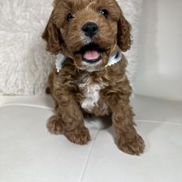 Cavalier King Charles Spaniel and Poodle Puppies from Cav.ish's Missouri Cavaliers and Poodles
