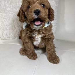 Cavalier King Charles Spaniel and Poodle Puppies from Cav.ish's Missouri Cavaliers and Poodles