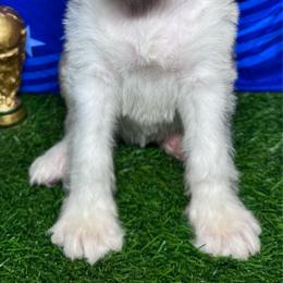England - Merle female Labradoodle puppy in Kingston, Georgia from CC Familydoodles