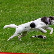 Windsprites from The Shire Sighthounds