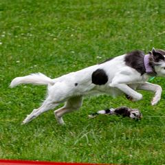 Windsprites from The Shire Sighthounds