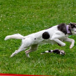 Windsprites from The Shire Sighthounds