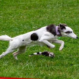 Windsprites from The Shire Sighthounds