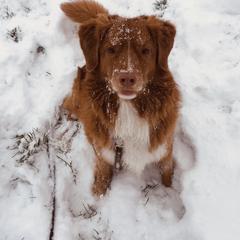 Nova Scotia Duck Tolling Retriever All Grown Up from Melinda Van's Nova Scotia Duck Tolling Retrievers