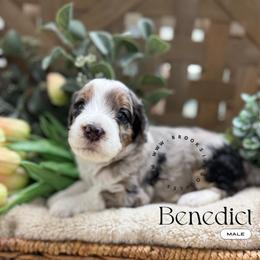 Benedict - Blue merle male Bernedoodle puppy in Temecula, California from Brookside Bernedoodles