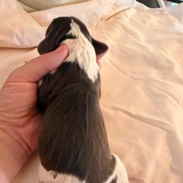 Boy 1 - Liver and white male English Springer Spaniel puppy in Wells, Vermont from Everyday Sunshine Springers
