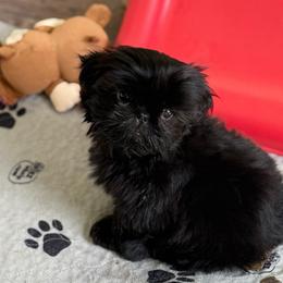 Calla - Black female Shih Tzu puppy in Huntingdon, Pennsylvania from Shih Tzu Lovins