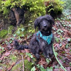 Bordoodle Puppies from Korbella Farm