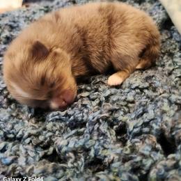 Guinness - 3,500 dollars - Chocolate merle male Pomeranian puppy in Amelia, Ohio from Boujee Puff Poms