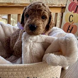 Cotton - Apricot male Poodle puppy in Greenwich, New York from MizzElle’s Standard Poodles
