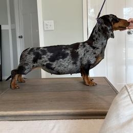 Puffin - Dachshund