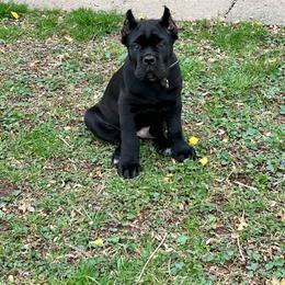 Cane Corso Puppies from Bellissima Cala Cane Corso