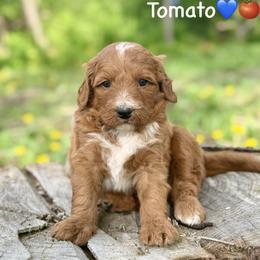 Tomato - Red male Bernedoodle puppy in Lancaster, Minnesota from Richardville Hunde