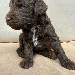 Aussiedoodle and Sarplaninac Puppies from Pesky Redneck Mini Ranch