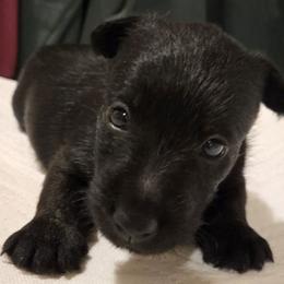 Female2 - Black female Scottish Terrier puppy in Conroe, Texas from Scotch McLaren Terriers