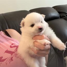 Hoops - White male Pomeranian puppy in Rhode Island from Heartfelt Kennels