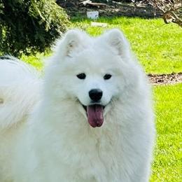 Denali - Samoyed