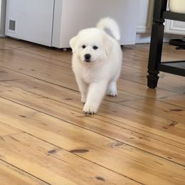 Great Pyrenees Puppies from McCarthy Ranchette LLC
