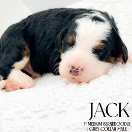 Jack - Tri-color male Bernedoodle puppy in Tipton, Indiana from Country Creek Doodles