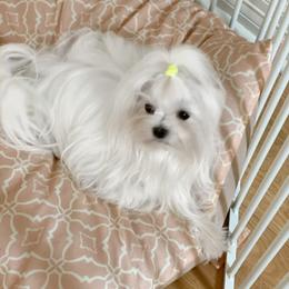 Kitty - Maltese