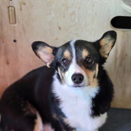 Teeter - Pembroke Welsh Corgi
