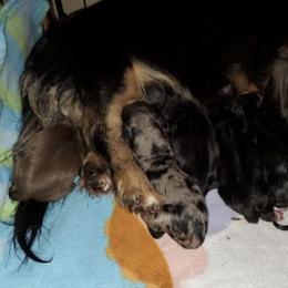 Dachshund Puppies from Eva Leas Pups