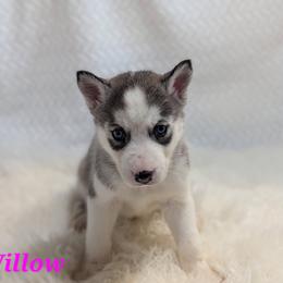 Willow - Gray and white female Siberian Husky puppy in Hebron, Kentucky from Glacier Run Huskies