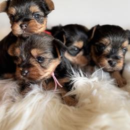 Yorkshire Terrier Puppies from Crystal Garden Yorkies
