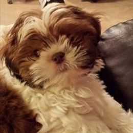 Shih Tzu Puppies from CID Love