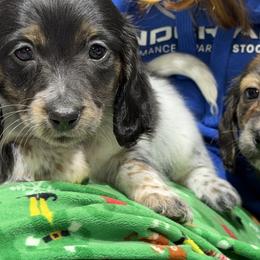 Copper(1300 - Piebald male Dachshund puppy in Mansfield, Missouri from Owens Farm