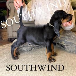 Grey boy - Black and tan male Black and Tan Coonhound puppy in Benton, Arkansas from Southwind Black and Tan Coonhounds