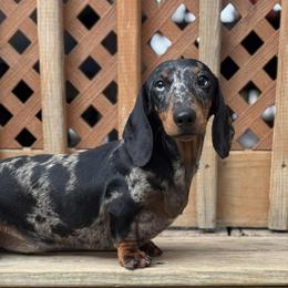 Fleury - Dachshund