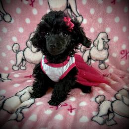 Lil Jasmine - Black female Poodle puppy in Newcomerstown, Ohio from Sheri’s Lil Angel’s