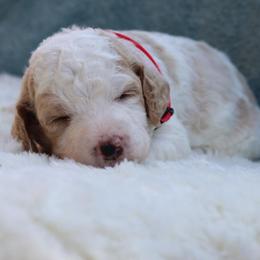 Roxy - Parti female Goldendoodle puppy in Cherry Creek, New York from Doodles Pups of NY