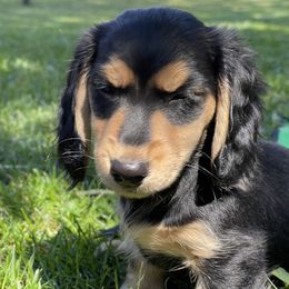 Dachshund Puppies from Willow River Dachshunds