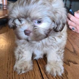 Girl liver people backed out. Ready now - Liver female Shih Tzu puppy in Missouri from Farm Animal Mommy Shih tzu's Michalek Dog Breeder