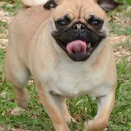 Pugs from Pawsitively Pugs