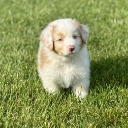 Daffodil - Red merle female Australian Shepherd puppy in Ephrata, Pennsylvania from Weavers Indian Run Aussies