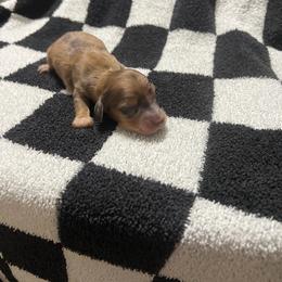 Cocoa - Dapple male Dachshund puppy in Kingston, Oklahoma from Texoma Doxies